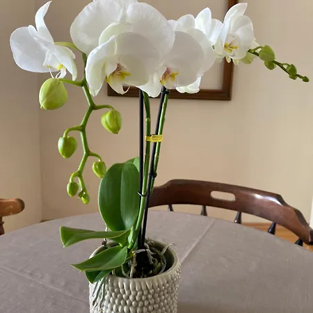City-Apartment, 2 Schlafzimmer, Parkhaus 150 M * ויסבאדן